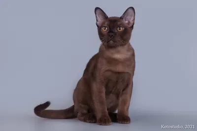 Котята бурманской кошки в питомнике Adalina Stellare