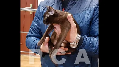 Соболиная кошка бурма. Выставка кошек PCA on-line - YouTube