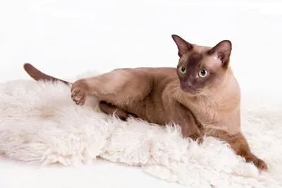 Порода кошек бурма: фото, история, характер, здоровье, уход