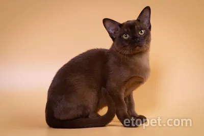 Бурманская соболиная кошка - 74 фото: смотреть онлайн