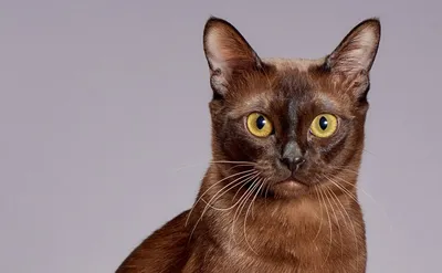 Бурманская - описание породы кошек: характер, особенности поведения,  размер, отзывы и фото - Питомцы Mail.ru