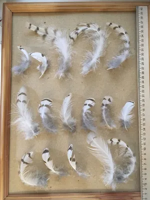 Перья белой (полярной) совы – купить на Ярмарке Мастеров – 3C40LRU | Перья,  Москва