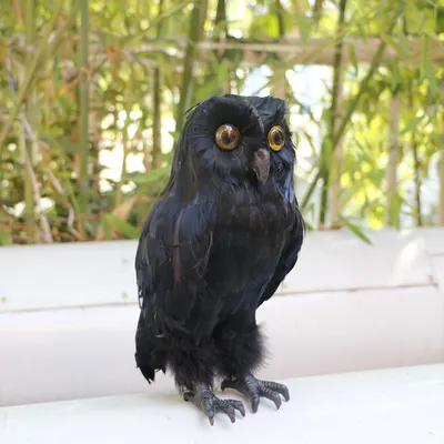 Crazy Owl 2021 или Сова без перьев. - YouTube