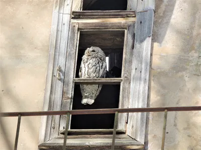 Сова В Дупле — стоковые фотографии и другие картинки Owlet - Owlet,  Вертикальный, Ветвь - часть растения - iStock