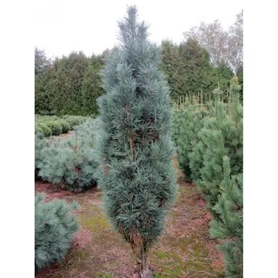 Сосна звичайна Фастігіата Глаука (Pinus silvestris fastigiata glauca)