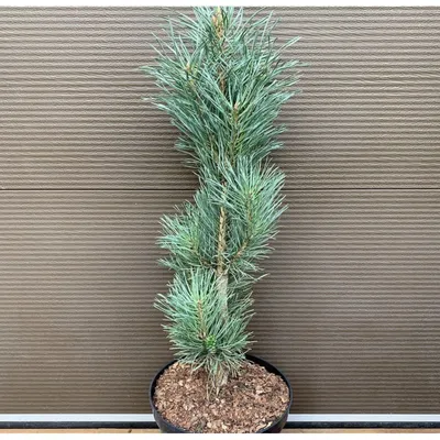 Купить Сосна Фастигиата, Pinus Fastigiata по цене 1 500 грн. от  производителя