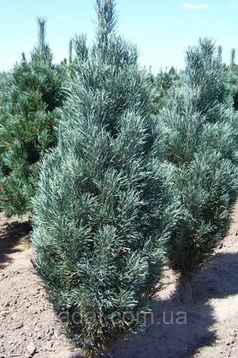 Сосна обыкновенная Фастигиата С1.5 ( Pinus sylvestris Fastigiata ), цена  260 грн — Prom.ua (ID#1469056232)