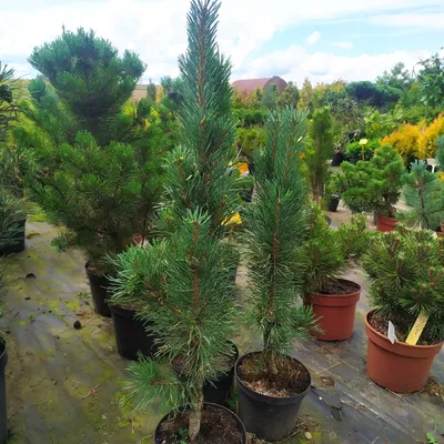 Сосна обыкновенная Фастигиата (Pinus sylvestris Fastigiata) С3