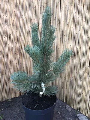 Сосна обыкновенная Фастигиата. (Pinus sylvestris Fastigiata) С10 купить в  интернет-магазине ЦВІТСАД с доставкой по Украине