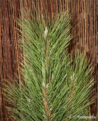 Сосна черная `Фастигиата`, Pinus nigra `Fastigiata` | СадПарад