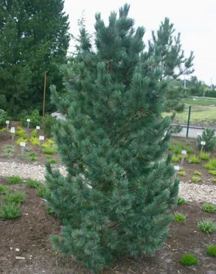 Сосна кедровая «Фастигиата» Pinus cembra «Fastigiata» - Питомник растений  \"ВРЕМЕНА ГОДА\"