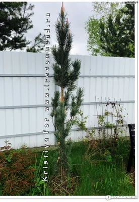Сосна обыкновенная Глаука Фастигиата (Pinus sylvestris Glauca Fastigiata) -  «Колоновидная сосна да ещё и голубая» | отзывы