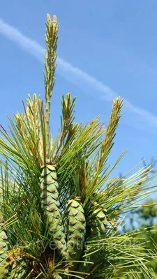 Сосна веймутова \"Фастигиата\". Pinus strobus \"Fastigiata\".: продажа, цена в  Николаеве. Сад, общее от \"Екзотичнi квiти, дерева та чагарники\" - 1661243982