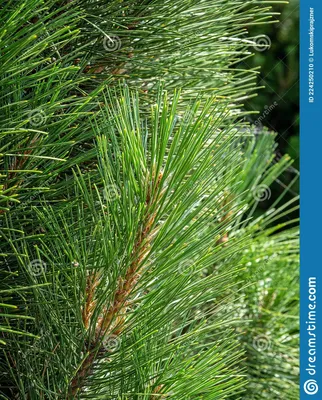 Pinus Nigra Fastigiata австрийская сосна или черная сосна Стоковое Фото -  изображение насчитывающей ботаническую, аскетизма: 224250210