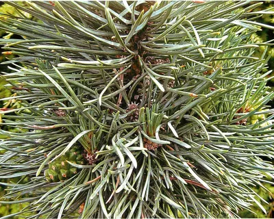 Сосна веймутова 'Фастигиата' - Pinus strobus 'Fastigiata' , h2.5 - 3.0 м,  цена | ГалСад