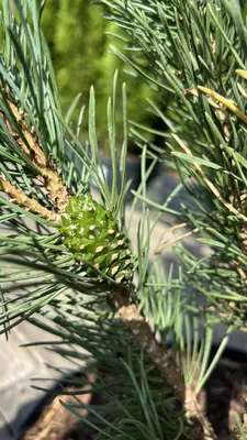 Сосна обыкновенная Фастигиата Pinus sylvestris Fastigiata | Питомник  \"ВЫРАСТИМ ВМЕСТЕ\"