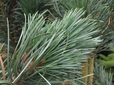 Pinus Nigra Fastigiata австрийская сосна или черная сосна Стоковое  Изображение - изображение насчитывающей декоративно, черный: 224250181