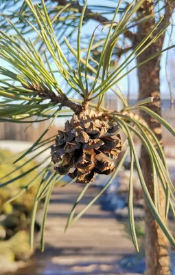 Сосна Веймутова 'Фастігіата'/ Pinus Strobus 'Fastigiata', С4, 50+см. —  Купити Недорого на Bigl.ua (1408878351)
