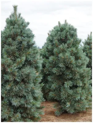 Сосна обыкновенная Фастигиата Глаука (Pinus silvestris fastigiata glauca)