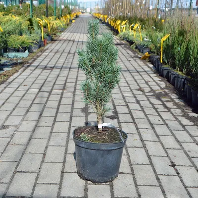 Сосна звичайна Fastigiata (Pinus sylvestris Fastigiata), купити в Україні,  ціна 975.00 грн. грн