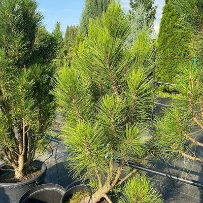 Купить Pinus strobus 'Fastigiata' Сосна веймутская C7: отзывы, фото и  характеристики на Aredi.ru