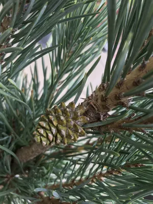 Сосна Веймутова (Pinus strobus) \"Fastigiata\"/H 120-130 см/контейнер С20 L