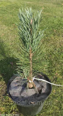 Сосна обыкновенная Фастигиата С1.5 ( Pinus sylvestris Fastigiata ) - купить  в Украине | ели, сосны натуральные оптом