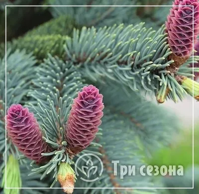 Сосна обыкновенная (Pinus sylvestris) | Сосна обыкновенная