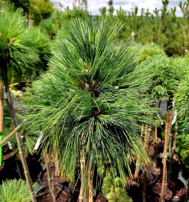 Сосна Шверина Витхорст на Штамбе / H 110-140 / Pinus Wiethorst — Купить  Недорого на Bigl.ua (1532504919)