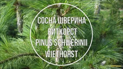 Сосна Шверина Витхорст (Pinus schwerinii Wiethorst) Краткое описание сорта.  - YouTube