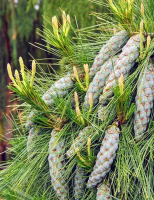 Сосна шверина / Сосна шверина / Pinus schwerinii - Розсадник декоративних  рослин «Зелена Бухта»