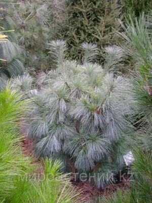 Сосна Шверина 'Ваеторст' (Pinus schwerinii 'Wiethorst') (id 53973153)