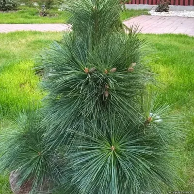 Сосны: Pinus schwerinii Wiethorst