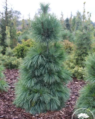 Сосна Шверина Витхорст (Pinus schwerinii Wiethorst) - купить в Подворье