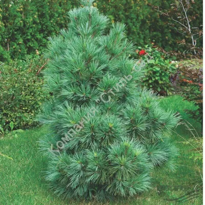 Сосна веймутова (Pinus strobus)