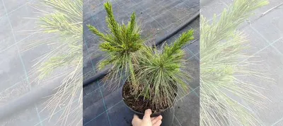 Сосна Шверина Витхорст Pinus schwerinii Wiethorst купить в Краснодаре |  Товары для дома и дачи | Авито
