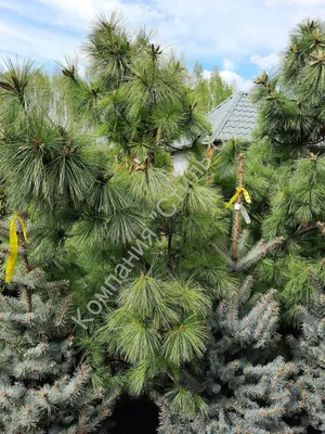 Сосна Шверина 'Витхорст' (Pinus schwerinii 'Wiethorst'), С65