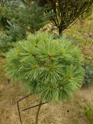 Сосна (Pinus strobus \"Greg\") купить саженцы оптом и в розницу - питомник  растений Садовая Империя