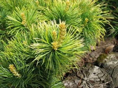 Сосна (Pinus parviflora \"Goldilocks\") купить саженцы недорого оптом и в  розницу - питомник растений Зелёный Рай