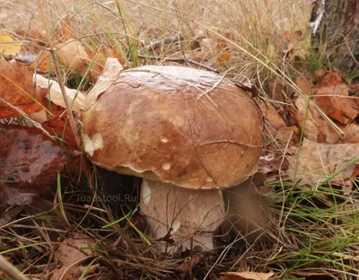 Как с грибами? (17-23 октября) \"Белые пошли в психическую атаку!\" | Это  грибы! | Дзен