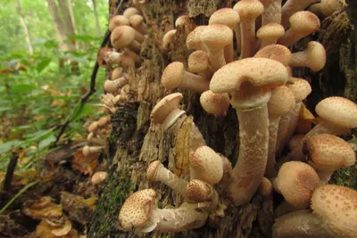 Исправление имён: учимся различать всякие разные опята | Это грибы! | Дзен
