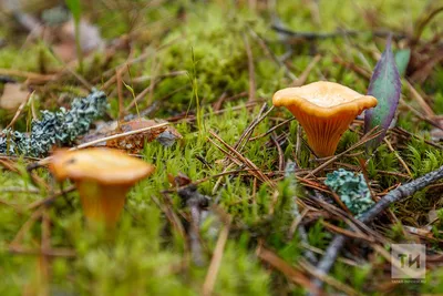 Обычно в это время собирали опята и грузди»: когда в лесах Татарстана  появятся грибы