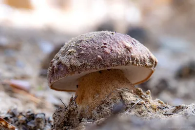 Любители «тихой» охоты поделились новостями с грибных мест Ленобласти |  Online47.ru