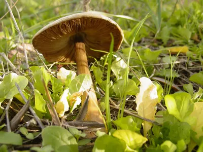 Съедобные грибы Белгородской области - фото и картинки: 69 штук