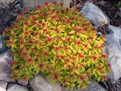 Спирея японская \"Голден Карпет\" Spiraea japonica 'Golden Carpet' - купить  саженцы в Минске и Беларуси