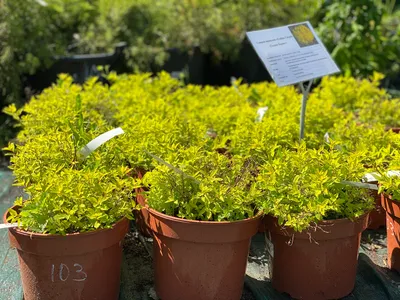 Спирея японская Голден карпет Spiraea japonica Golden Carpet - купить  декоративные и хвойные растения с доставкой по Украине в магазине Добродар