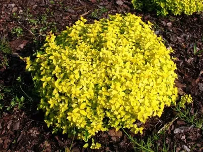 Спирея японская Голден Карпет (Spiraea japonica Golden Carpet) купить  саженцы недорого оптом и в розницу - питомник растений Зелёный Рай