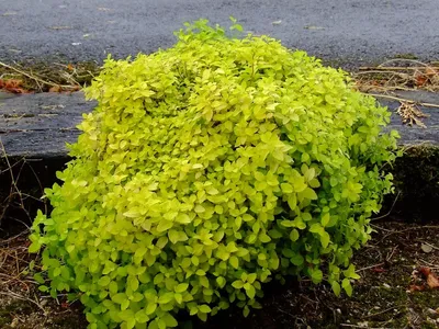 Спирея японская Голден карпет Spiraea japonica Golden Carpet - купить  декоративные и хвойные растения с доставкой по Украине в магазине Добродар