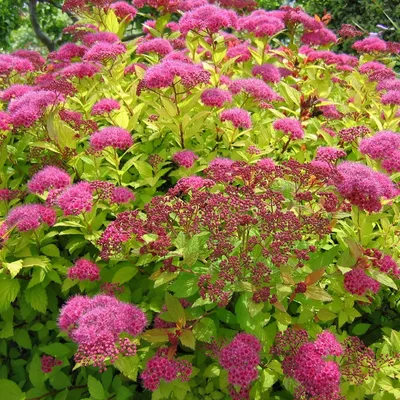 Сажены Спиреи японской Голден Карпет (Spiraea japonica Golden Carpet), цена  55 грн — Prom.ua (ID#1051231586)