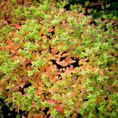 Спирея японская Голден Карпет Spiraea japonica Golden Carpet